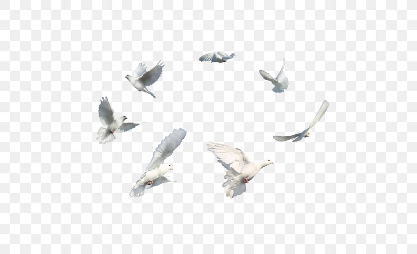 Columbidae Wing Bird, PNG, 500x500px, Columbidae, Bird, Cover Art, Doves As Symbols, Fauna Download Free