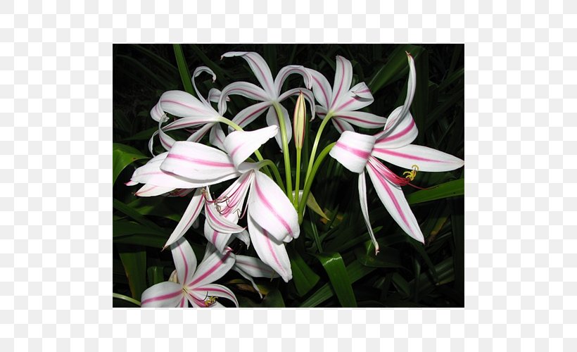 Crinum Lilium Flowering Bulbs Plant, PNG, 500x500px, Crinum, Alocasia, Amaryllis Family, Bulb, Clivia Download Free