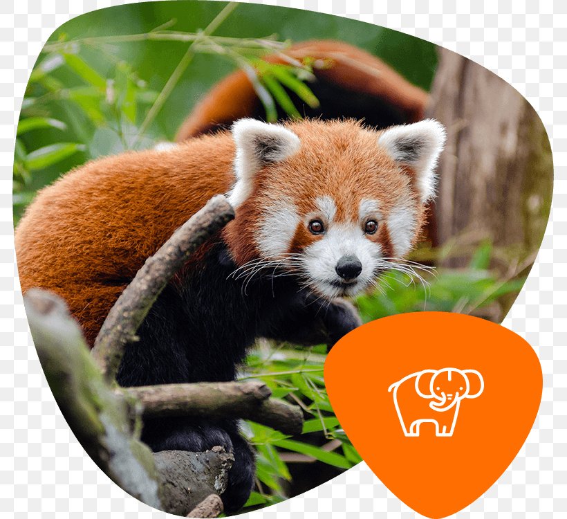 Red Panda Giant Panda Endangered Species Koala Cuteness, PNG, 783x750px, Red Panda, Ailurus, Animal, Bamboo, Carnivores Download Free