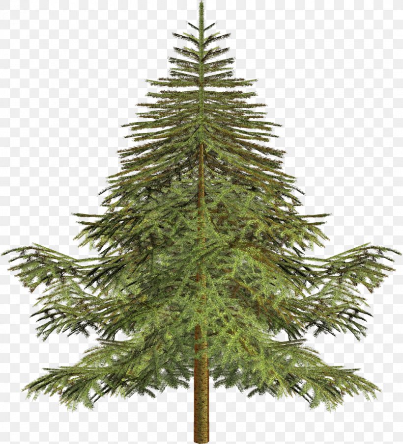 Tree Larch Spruce Conifers Pine, PNG, 977x1079px, Tree, Arborvitae, Branch, Christmas Decoration, Christmas Ornament Download Free