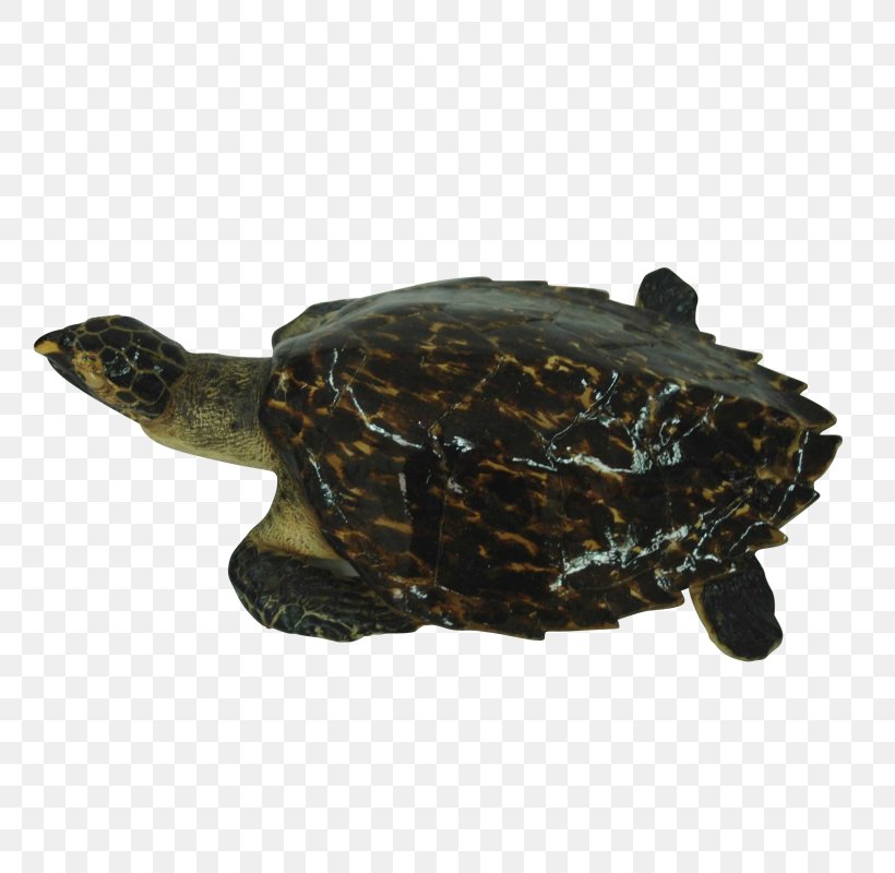 Box Turtle Common Snapping Turtle Loggerhead Sea Turtle Tortoise, PNG, 800x800px, Box Turtle, Animal, Chelydra, Chelydridae, Common Snapping Turtle Download Free