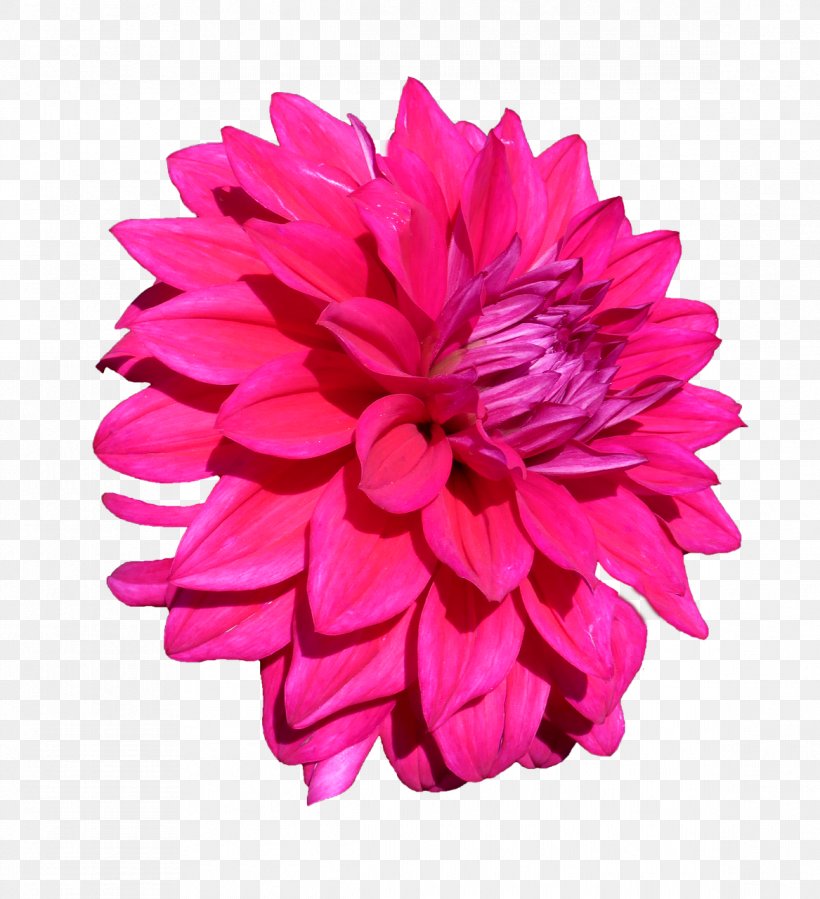 Discounts And Allowances Stock Photography Percentage, PNG, 1167x1280px, Discounts And Allowances, Can Stock Photo, Chrysanths, Cut Flowers, Dahlia Download Free