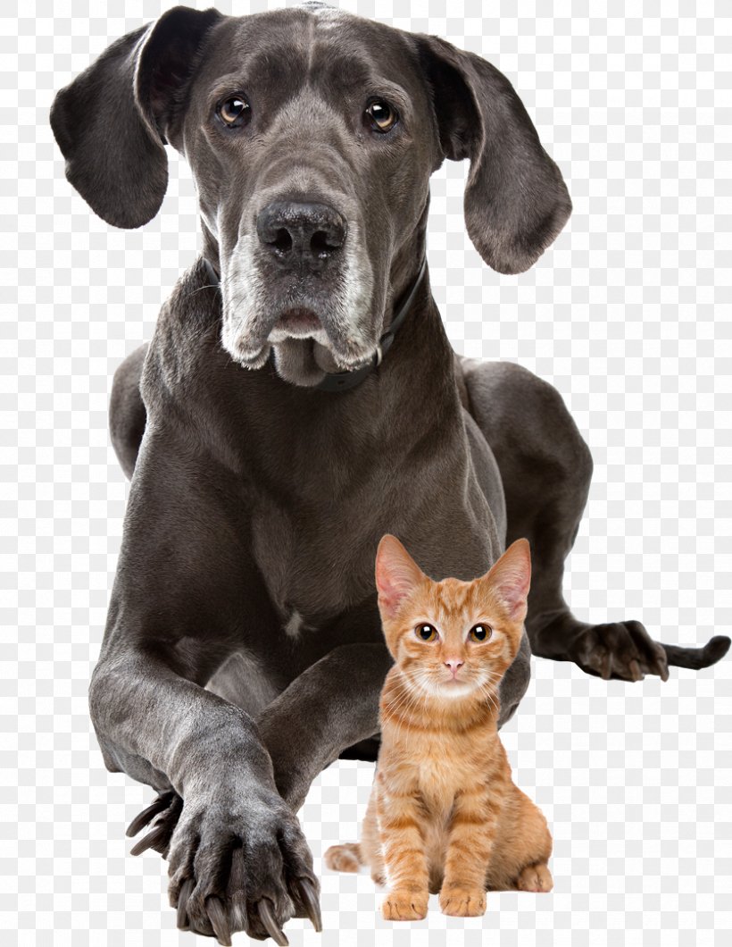 Dog–cat Relationship Puppy Presa Canario Staffordshire Bull Terrier, PNG, 835x1080px, Cat, Cat Like Mammal, Cat Play And Toys, Cats Dogs, Companion Dog Download Free