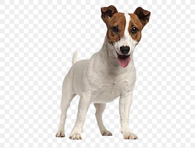 Jack Russell Terrier Parson Russell Terrier Puppy, PNG, 658x622px, Jack Russell Terrier, American Kennel Club, Breed, Carnivoran, Companion Dog Download Free