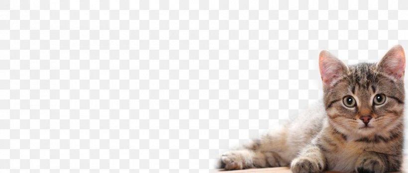 Kitten Cat Desktop Wallpaper Ultra-high-definition Television, PNG, 940x400px, 4k Resolution, Kitten, American Shorthair, California Spangled, Carnivoran Download Free