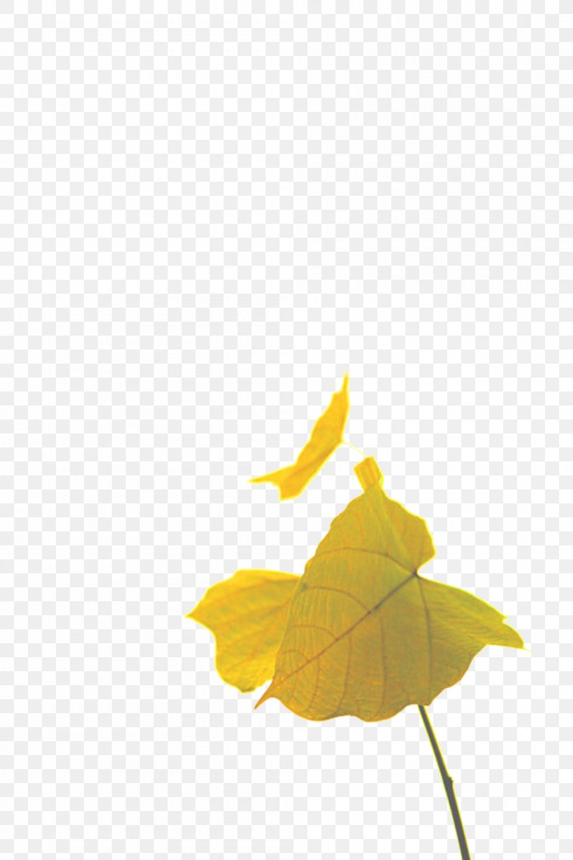 Leaf Euclidean Vector, PNG, 1000x1500px, Leaf, Designer, Ge Chien, Google Images, Petal Download Free