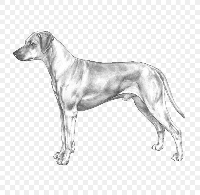 Dog Breed Rhodesian Ridgeback Ariegeois Basset Bleu De Gascogne Retriever, PNG, 800x800px, Dog Breed, Ancient Dog Breeds, Basset Hound, Breed, Canidae Download Free