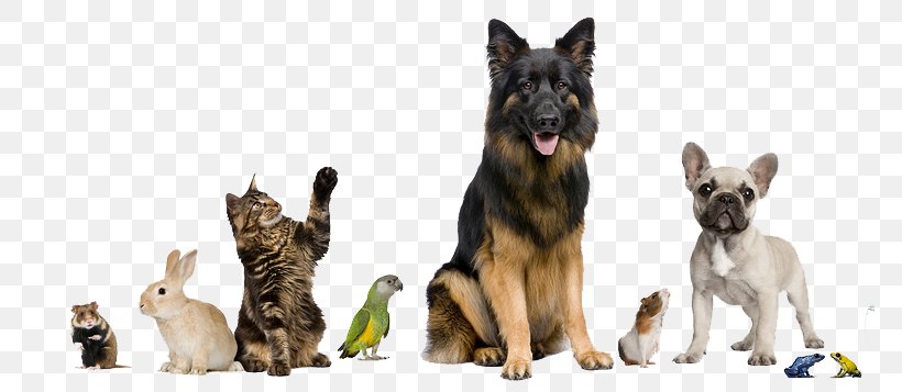 Dog Pet Sitting Cat Pet Shop, PNG, 770x357px, Dog, Animal Shelter, Carnivoran, Cat, Dog Breed Download Free