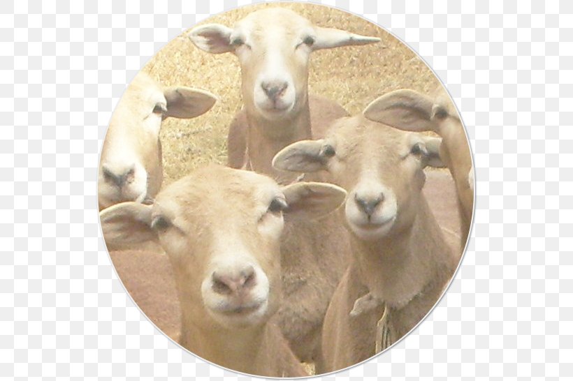Goat Dorper Pelibuey Sheep Santa Inês Sheep Caprinae, PNG, 546x546px, Goat, Caprinae, Cow Goat Family, Dorper, Goat Antelope Download Free