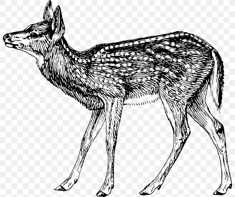 Jackal Gray Wolf Musk Deer Red Fox, PNG, 800x688px, Jackal, Animal, Antelope, Black And White, Camel Download Free