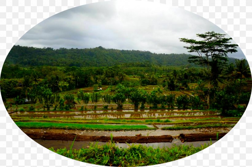 Lovina Beach Nature Story Nature Reserve Hill Station Biome, PNG, 960x638px, Lovina Beach, Bali, Biome, Canning, Ecosystem Download Free