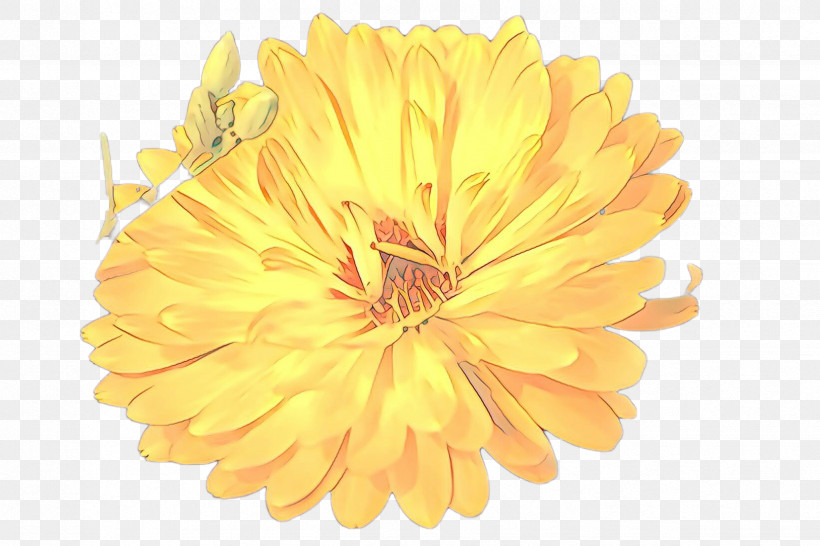 Orange, PNG, 2448x1632px, Yellow, Calendula, Dandelion, English Marigold, Flower Download Free