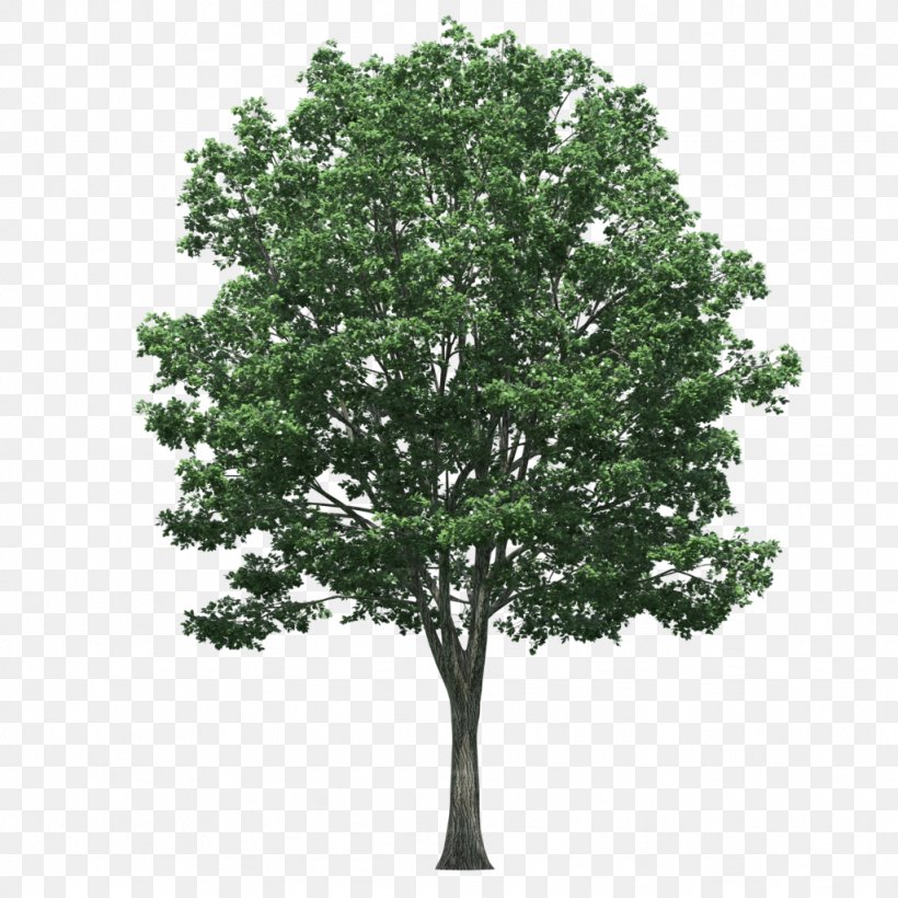 Populus Nigra Tree, PNG, 1024x1024px, Populus Nigra, Branch, Cottonwood, Layers, Oak Download Free