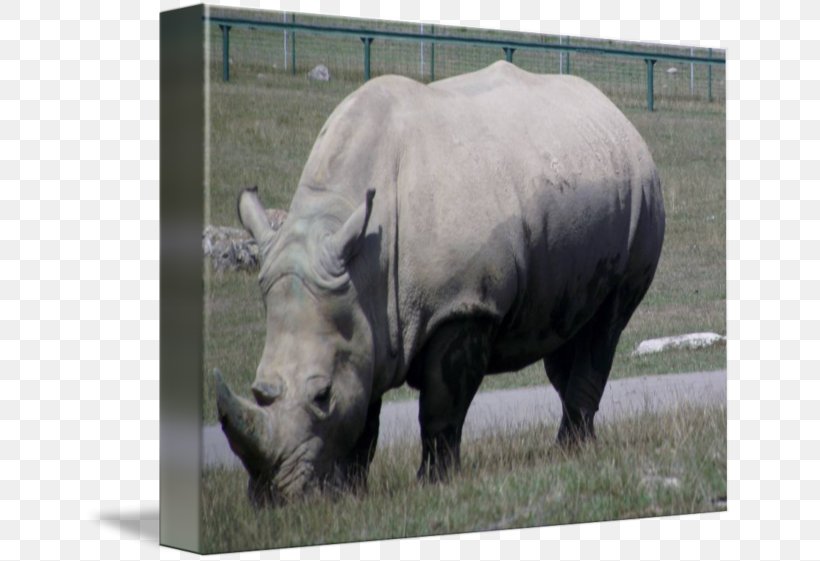 Rhinoceros Cattle Horn Grazing Mammal, PNG, 650x561px, Rhinoceros, Animal, Cattle, Cattle Like Mammal, Fauna Download Free