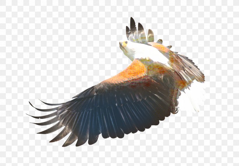 Sea Bird, PNG, 2156x1500px, Bald Eagle, Animal, Beak, Bird, Bird Of Prey Download Free