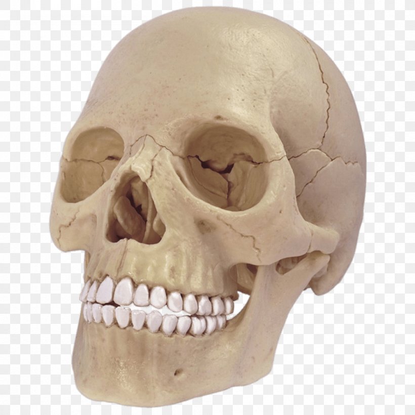 Skull Anatomy Human Body Human Skeleton Human Head, PNG, 1000x1000px, Skull, Anatomy, Bone, Head, Head And Neck Anatomy Download Free