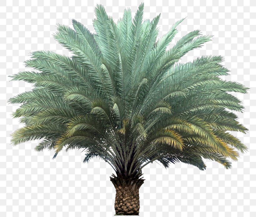 Date Palm Arecaceae Phoenix Sylvestris Attalea Speciosa Phoenix Loureiroi, PNG, 800x697px, Date Palm, Arecaceae, Arecales, Attalea, Attalea Speciosa Download Free