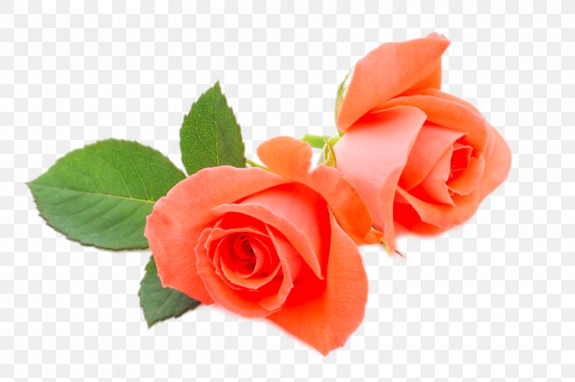 Beach Rose Flower Orange, PNG, 1000x667px, Beach Rose, Color, Cut Flowers, Designer, Floribunda Download Free