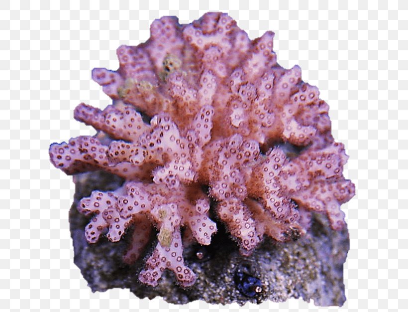 Coral Reef Pocillopora Invertebrate Clavarioid Fungi, PNG, 640x626px, Coral, Anemone, Clavaria Zollingeri, Clavariaceae, Clavarioid Fungi Download Free