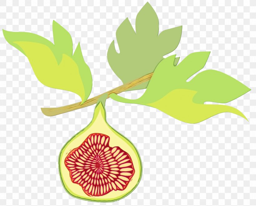 Fig Tree, PNG, 1170x945px, Plant Stem, Commodity, Common Fig, Flower, Fruit Download Free