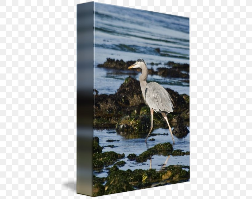 Heron Crane Seabird Beak, PNG, 427x650px, Heron, Beak, Bird, Crane, Crane Like Bird Download Free