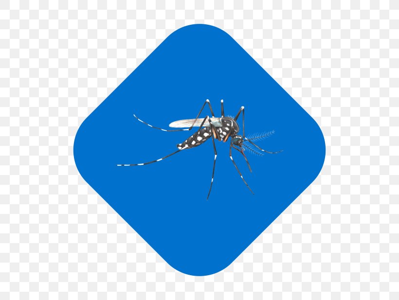 Mosquito Insect Line Microsoft Azure, PNG, 800x617px, Mosquito, Arthropod, Electric Blue, Insect, Invertebrate Download Free