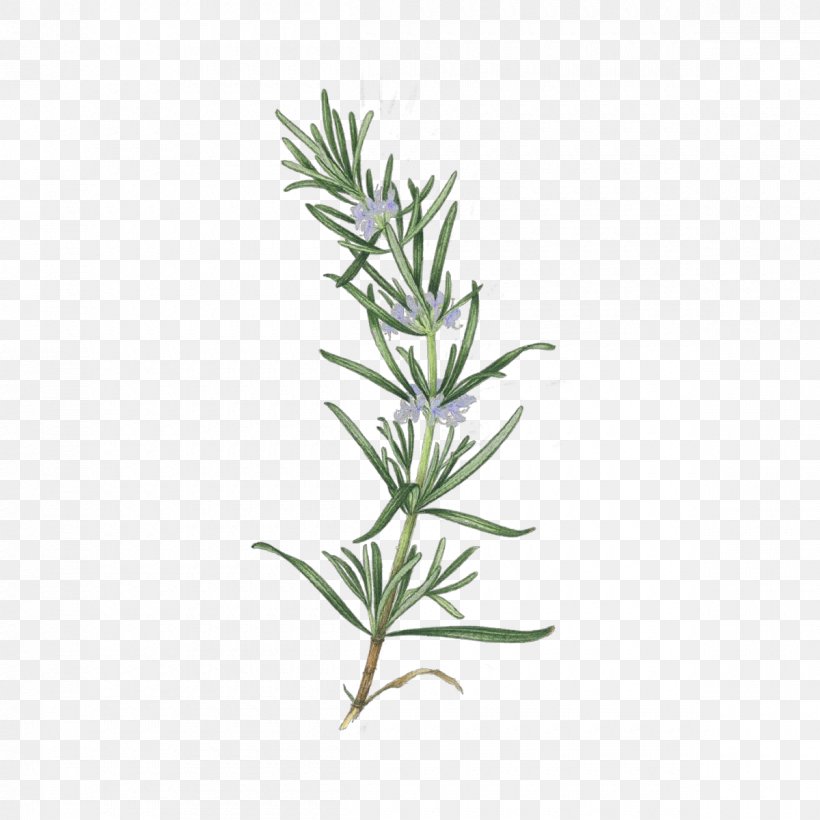 Rosemary, PNG, 1200x1200px, Cartoon, Flower, Flowering Plant, Herb, Leaf Download Free