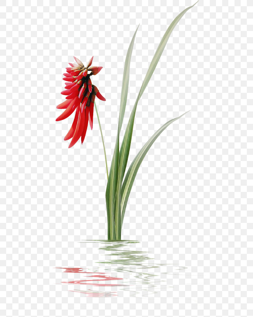 Flower Plant Red Gerbera Petal, PNG, 514x1024px, Flower, Amaryllis Family, Gerbera, Hippeastrum, Petal Download Free