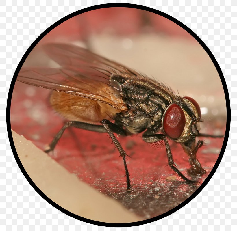 Insect Housefly Pest Control, PNG, 800x800px, Insect, Arthropod, Arthropod Mouthparts, Blow Flies, Cyclorrhapha Download Free