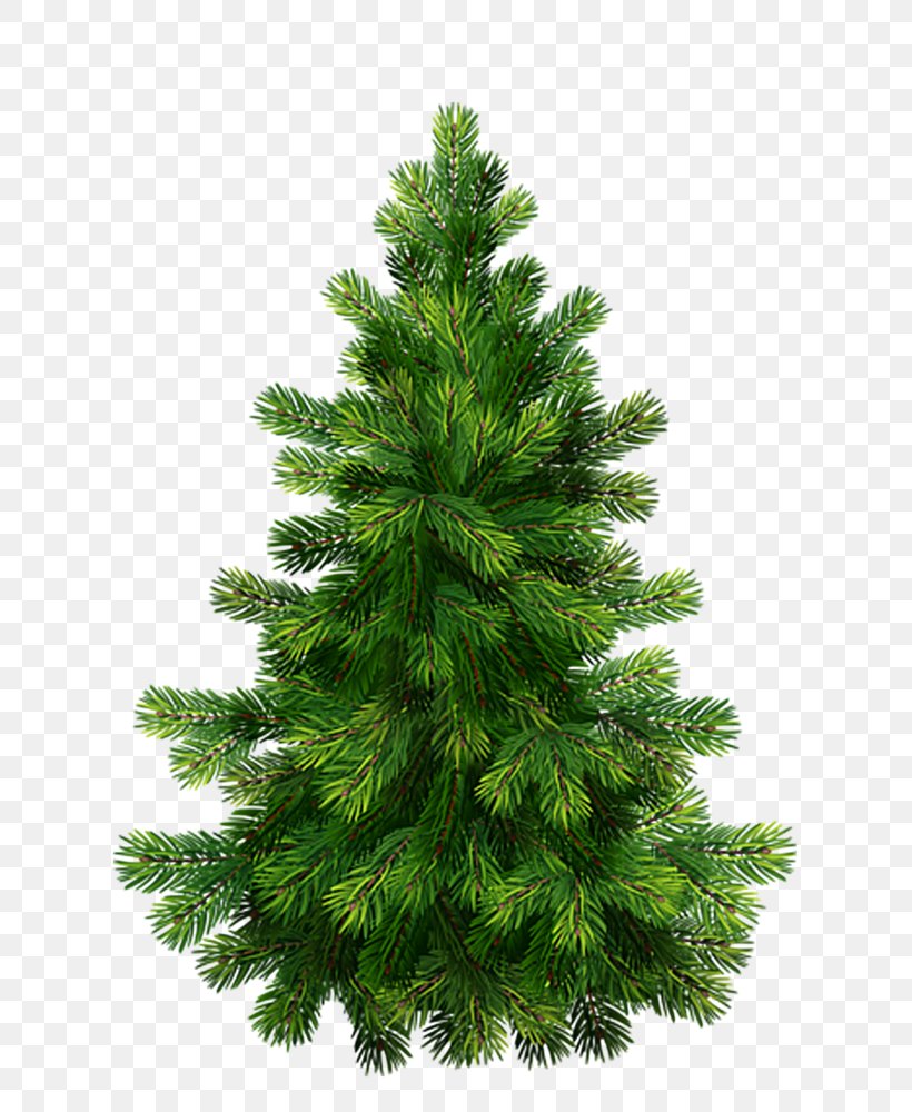 Pine Christmas Graphics Clip Art Christmas Tree, PNG, 683x1000px, Pine, Biome, Christmas Decoration, Christmas Graphics, Christmas Ornament Download Free