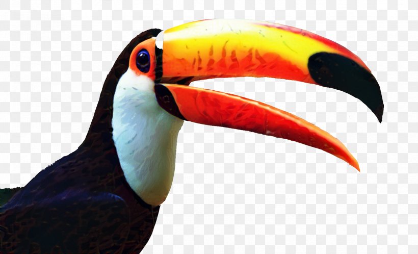 Toco Toucan Clip Art Bird, PNG, 1653x1005px, Toucan, Beak, Bird, Drawing, Feather Download Free