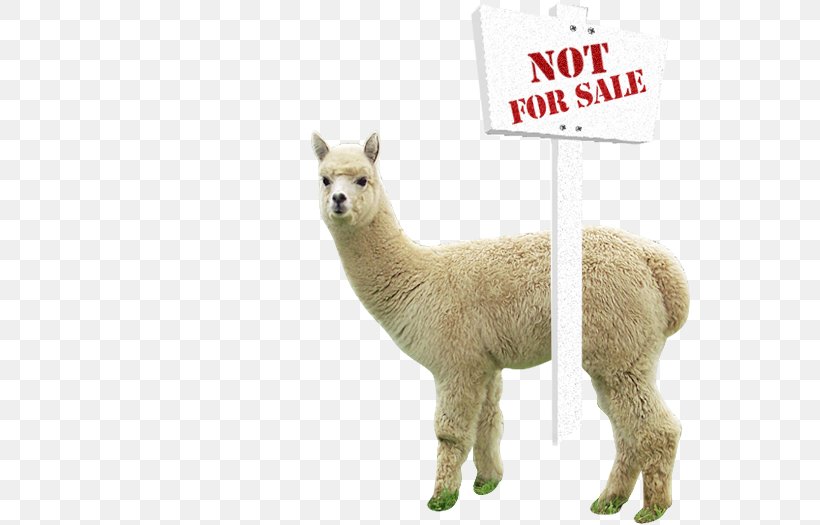 Alpaca Farm Vicuña Llama Granary, PNG, 600x525px, Alpaca, Alpaca Farm, Camel Like Mammal, Definition, Farm Download Free