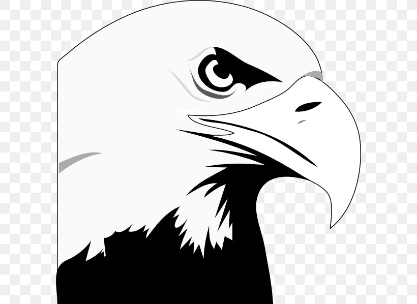 Bald Eagle White-tailed Eagle Clip Art, PNG, 600x598px, Bald Eagle, Accipitriformes, Beak, Bird, Bird Of Prey Download Free