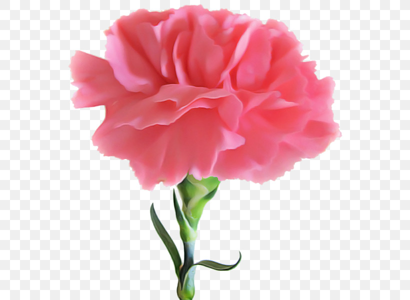 Flower Bouquet, PNG, 600x600px, Carnation, Artificial Flower, Birth Flower, Cut Flowers, Floral Design Download Free