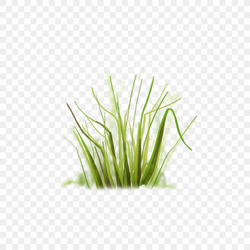 Grass Clip Art, PNG, 2953x2953px, Grass, Flower, Glade, Grass Family, Green Download Free