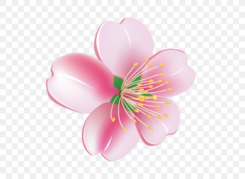 Image Afternoon Day Clip Art, PNG, 618x600px, Afternoon, Blossom, Day, Flower, Flowering Plant Download Free