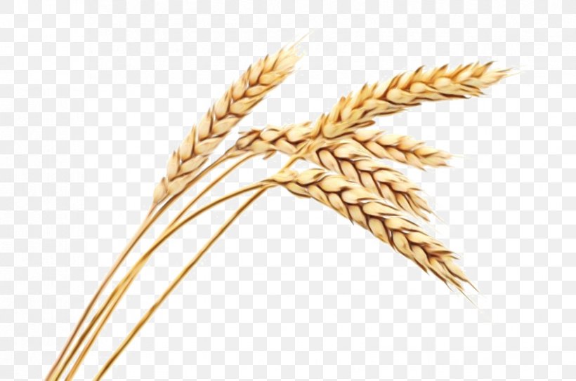 Wheat Cartoon, PNG, 851x564px, Ear, Agriculture, Avena, Barley, Cereal Download Free