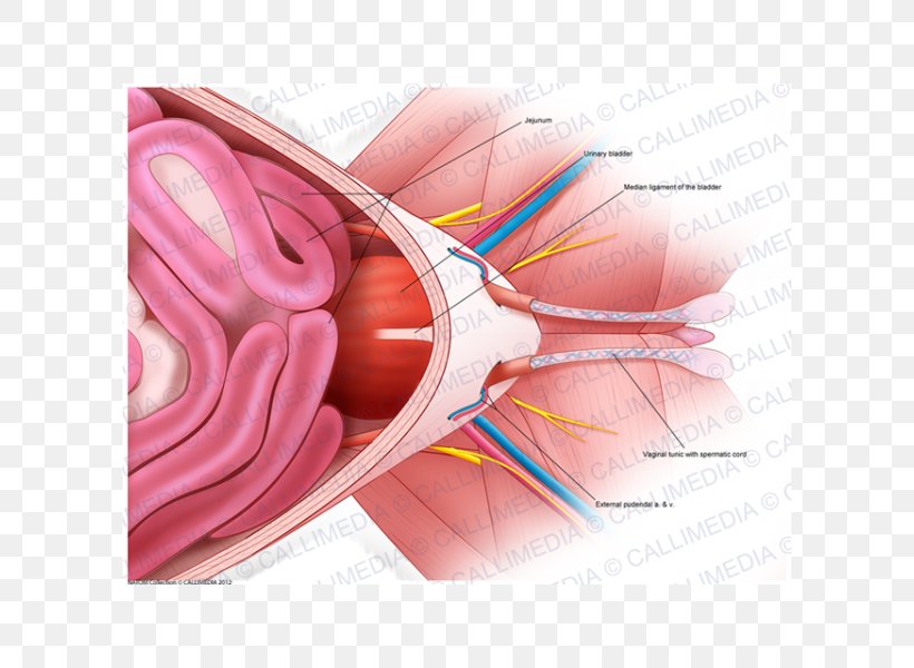 Pelvis Ventraal Anatomy Nerve Abdomen, PNG, 600x600px, Watercolor, Cartoon, Flower, Frame, Heart Download Free