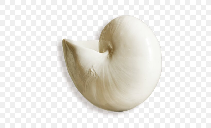 Seashell Clip Art, PNG, 500x500px, Seashell, Google Images, Ingredient, Nautilida, Nautiluses Download Free