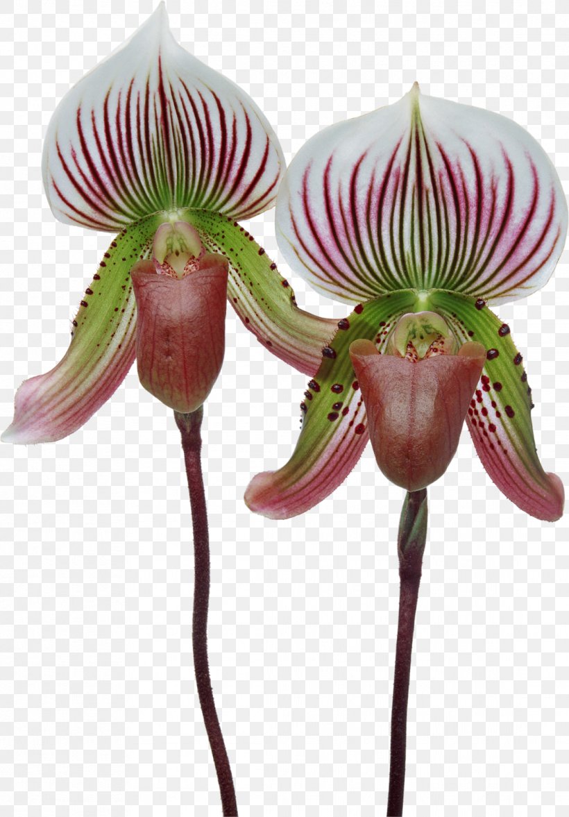 Singapore Orchid Cypripedium Formosanum Moth Orchids Paphiopedilum Plant, PNG, 1114x1600px, Singapore Orchid, Cattleya Orchids, Cypripedium, Cypripedium Formosanum, Flora Download Free