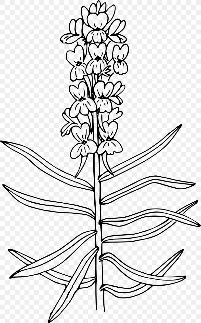 Wildflower Coloring Book Drawing Antirrhinum Majus, PNG, 1496x2400px, Flower, Antirrhinum Majus, Black And White, Bluebonnet, Book Download Free