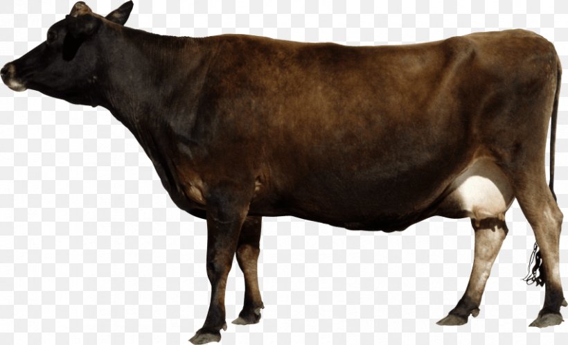 Beef Cattle White Park Cattle Holstein Friesian Cattle Transparency, PNG, 850x517px, Beef Cattle, Bull, Calf, Cattle, Cattle Like Mammal Download Free