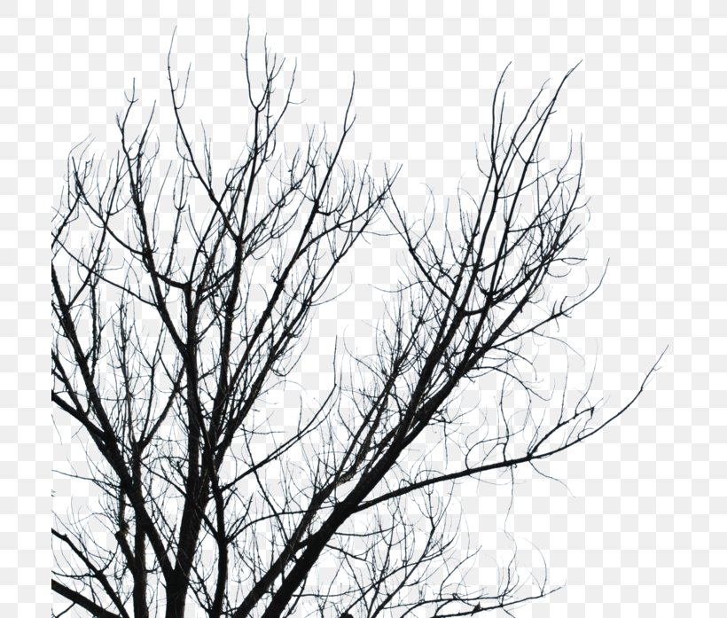 Branch Tree Black And White, PNG, 703x697px, Branch, Black, Black And White, Dark, Eye Download Free