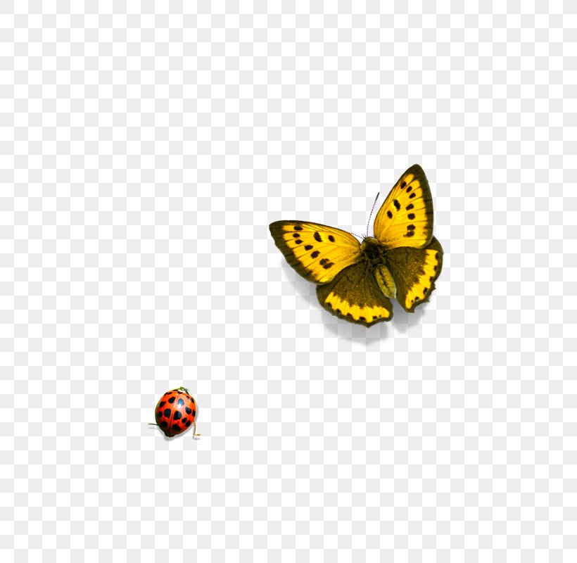 Monarch Butterfly Icon, PNG, 800x800px, Butterfly, Arthropod, Body Jewelry, Brush Footed Butterfly, Color Download Free