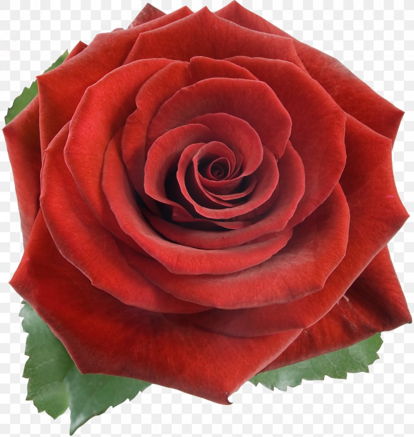 Rose Stock Photography Red Flower, PNG, 1212x1280px, Rose, Color, Cut Flowers, Floribunda, Flower Download Free