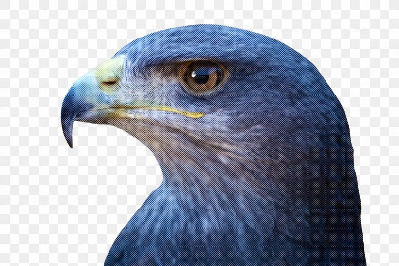 Bird Beak Eagle Accipitridae Bird Of Prey, PNG, 2448x1632px, Bird, Accipitridae, Beak, Bird Of Prey, Blue Download Free