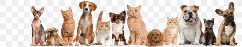Cat Dog Ferret Veterinarian Pet, PNG, 3252x642px, Cat, Animal Shelter, Brush, Dog, Dogcat Relationship Download Free