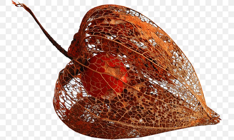 Fruit Physalis Clip Art Seed Plants, PNG, 738x492px, Fruit, Flower, Invertebrate, Painting, Photography Download Free
