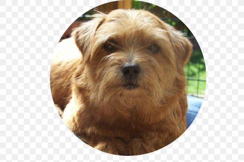 Norwich Terrier Norfolk Terrier Australian Terrier Glen Australian Silky Terrier, PNG, 1024x683px, Norwich Terrier, Australian Silky Terrier, Australian Terrier, Breed, Cairn Terrier Download Free