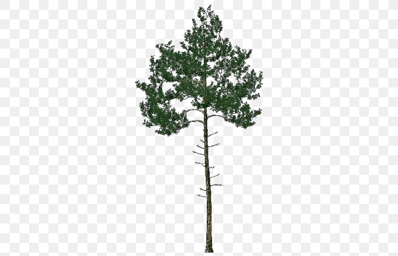 Pine Family Evergreen, PNG, 750x527px, Pine, Branch, Conifer, Evergreen, Pine Family Download Free